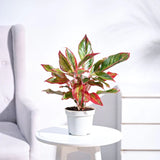 Aglaonema Red Fire - 30 cm - VERDENA - 30 cm inaltime, ghiveci de 1.2 l