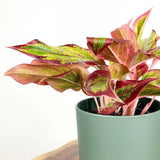 Aglaonema Red Fire - 30 cm - VERDENA - 30 cm inaltime, ghiveci de 1.2 l