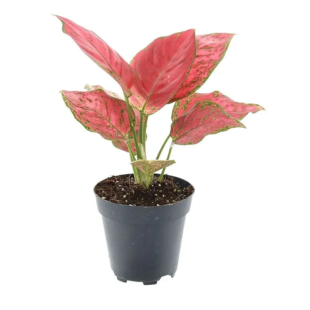 Aglaonema Red Joy - 30 cm - VERDENA - 30 cm inaltime, ghiveci de 1.2 l