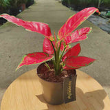 Aglaonema Red Joy - 30 cm - VERDENA - 30 cm inaltime, ghiveci de 1.2 l