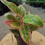 Aglaonema Salmon Fantasy - 30 cm - VERDENA - 30 cm inaltime, ghiveci de 1.2 l