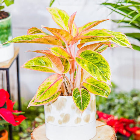 Aglaonema Salmon Fantasy - 30 cm - VERDENA - 30 cm inaltime, ghiveci de 1.2 l