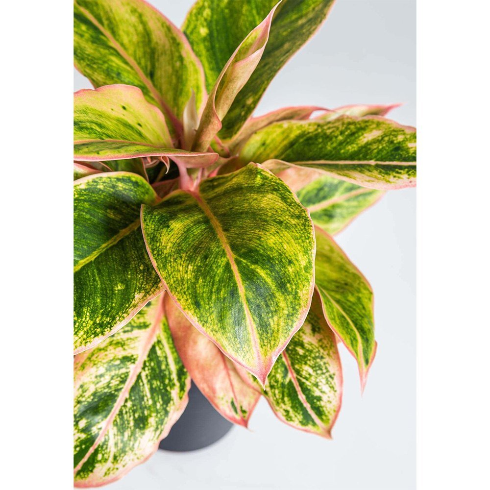 Aglaonema Salmon Fantasy - 30 cm - VERDENA - 30 cm inaltime, ghiveci de 1.2 l