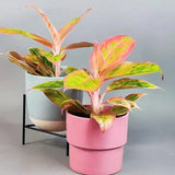 Aglaonema Salmon Fantasy - 30 cm - VERDENA - 30 cm inaltime, ghiveci de 1.2 l