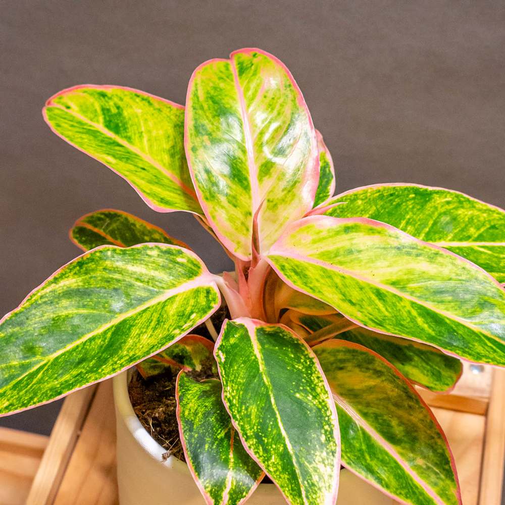 Aglaonema Salmon Fantasy - 30 cm - VERDENA - 30 cm inaltime, ghiveci de 1.2 l