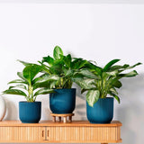 Aglaonema Silver Bay - 40 cm, cu frunze verzi striatii argintii