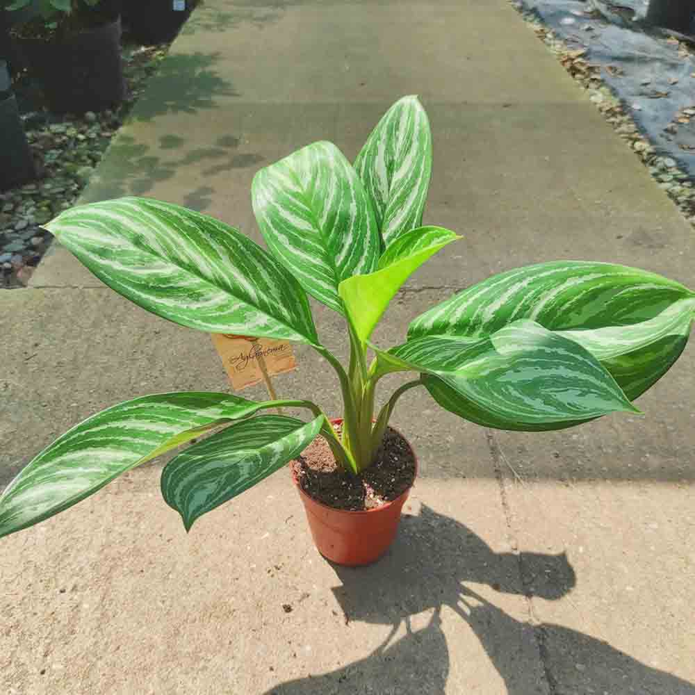 Aglaonema Stripes - 40 cm - VERDENA - 40 - 50 cm inaltime, ghiveci de 1.2 l