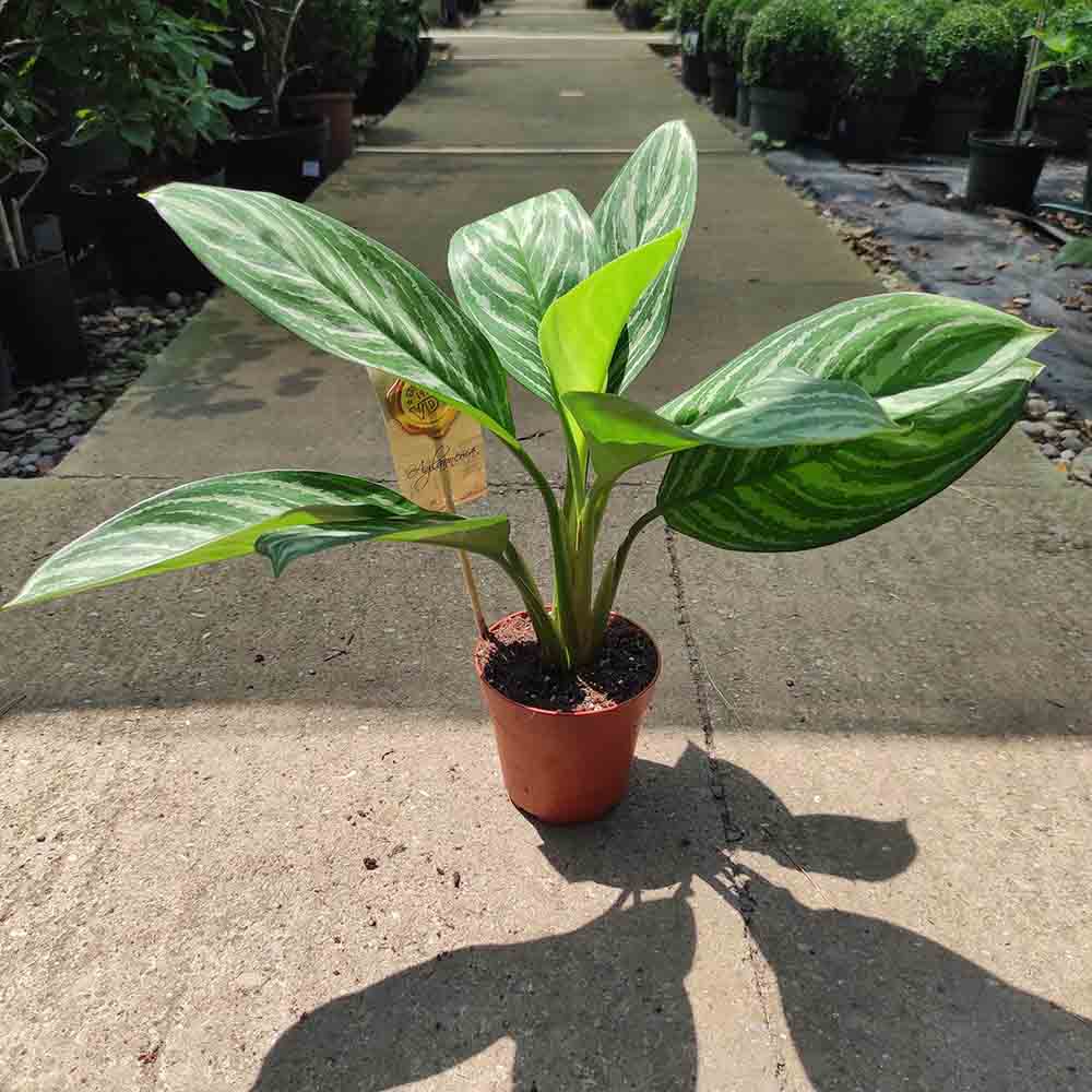 Aglaonema Stripes - 40 cm - VERDENA - 40 - 50 cm inaltime, ghiveci de 1.2 l