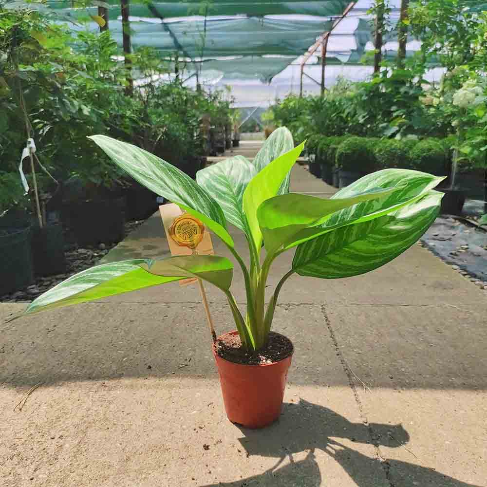 Aglaonema Stripes - 40 cm - VERDENA - 40 - 50 cm inaltime, ghiveci de 1.2 l