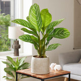 Aglaonema Stripes - 40 cm, cu frunze verzi si dungii argintii