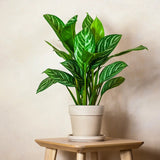 Aglaonema Stripes - 60 cm, cu frunze verzi si dungii argintii