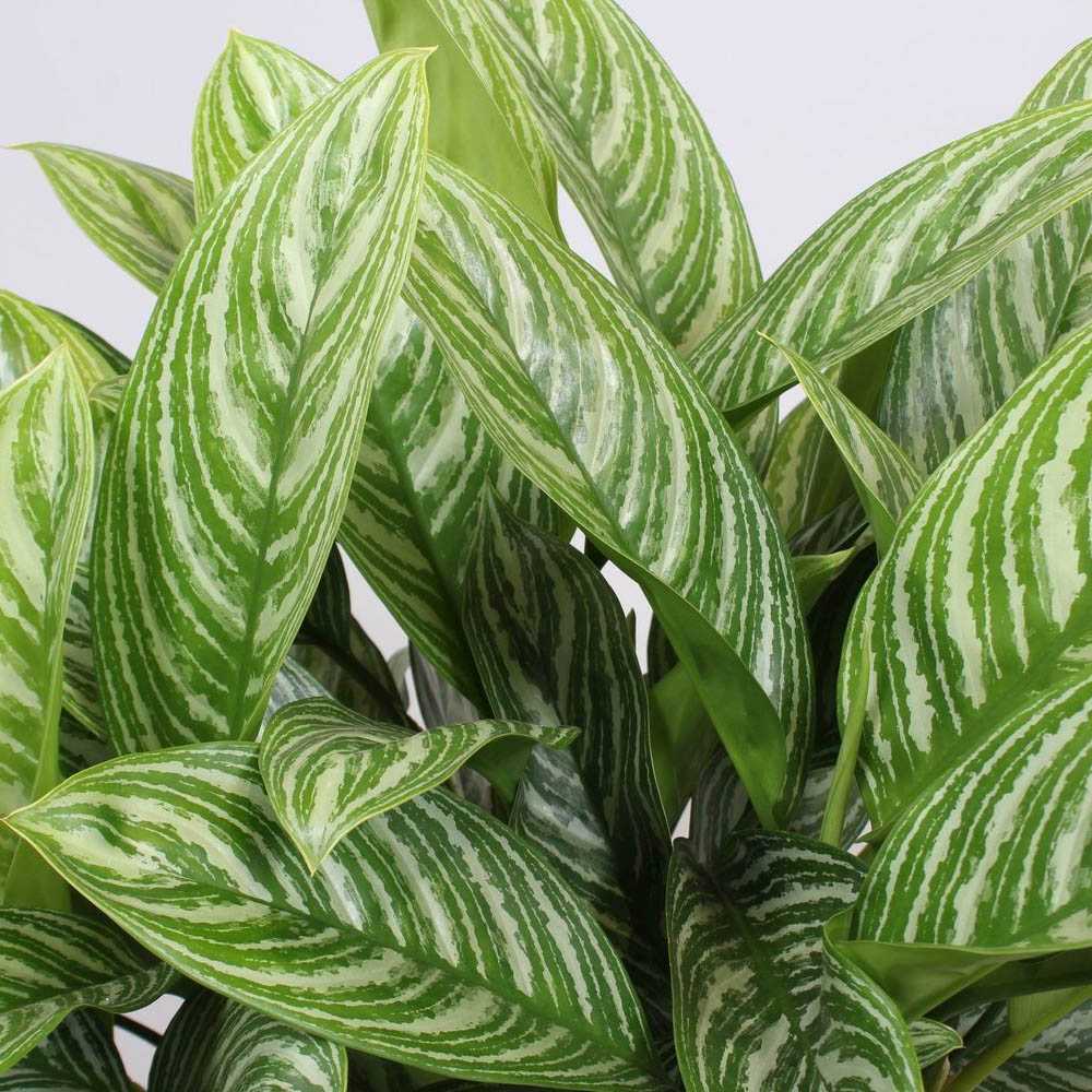 Aglaonema Stripes - 60 см, със зелени листа и сребристи ивици