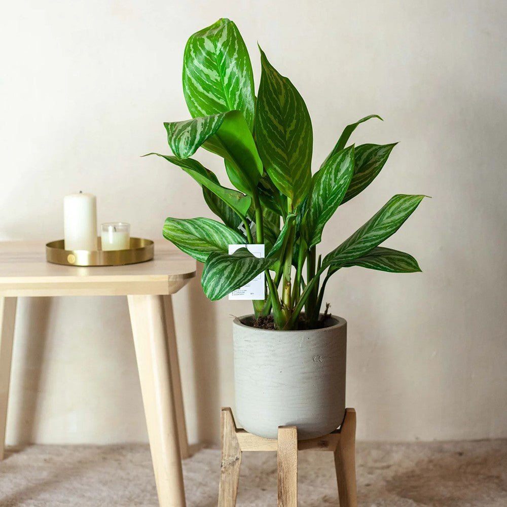 Aglaonema Stripes - 60 cm, cu frunze verzi si dungii argintii