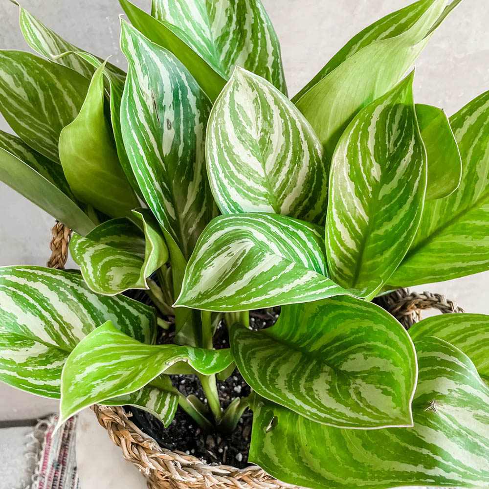 Aglaonema Stripes - 60 cm, cu frunze verzi si dungii argintii