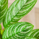 Aglaonema Stripes - 60 cm, cu frunze verzi si dungii argintii