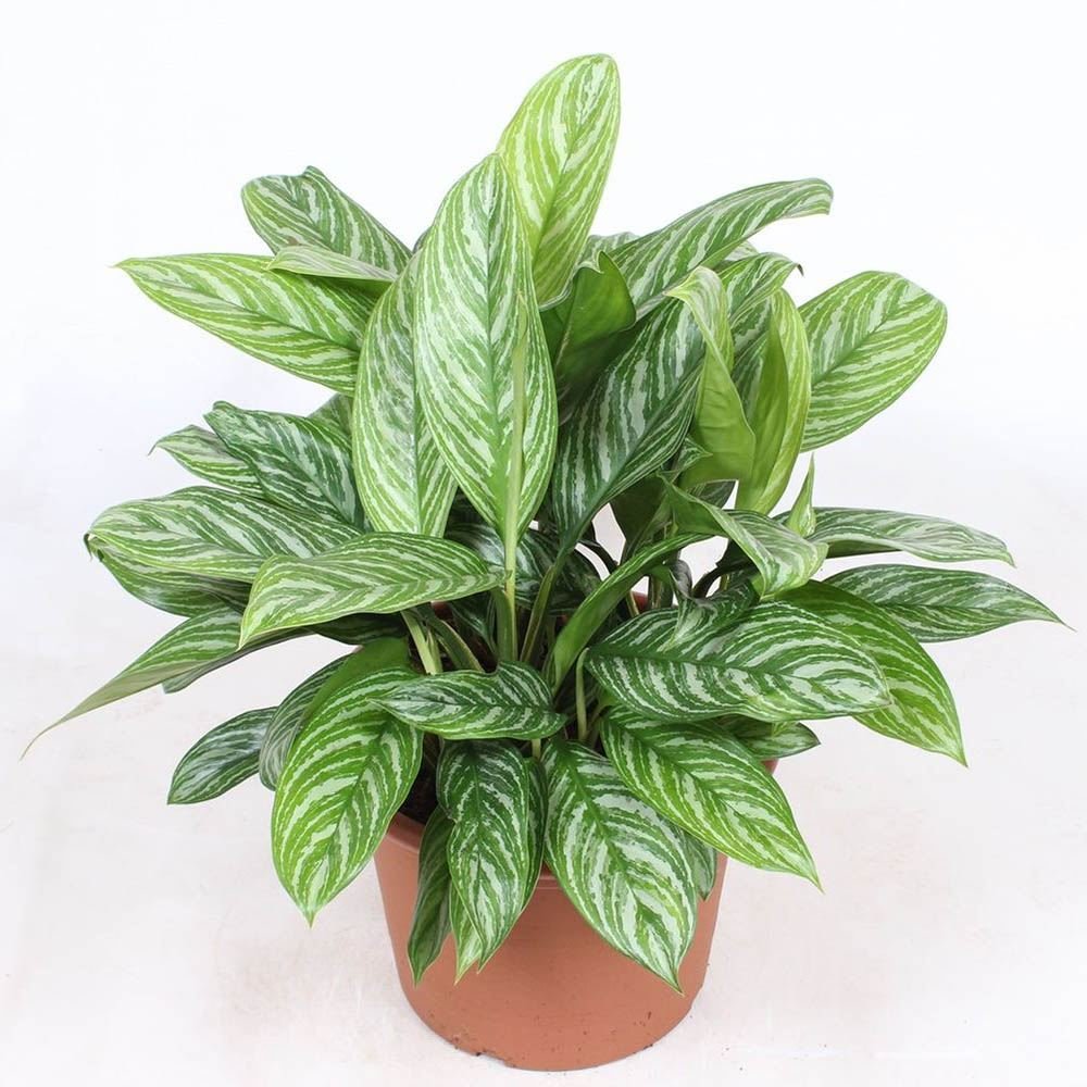Aglaonema Stripes - 60 cm, cu frunze verzi si dungii argintii