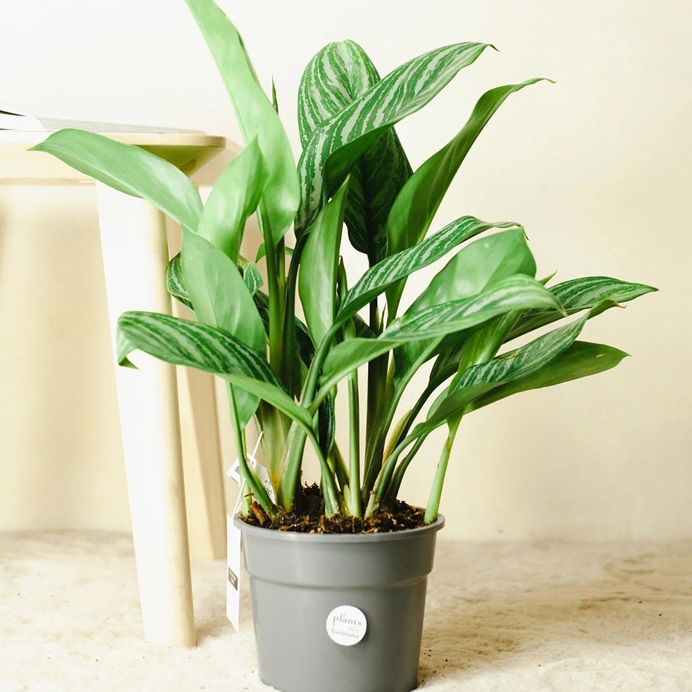 Aglaonema Stripes - 60 cm, cu frunze verzi si dungii argintii