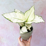 Aglaonema White Joy - 35 cm - VERDENA - 30 cm inaltime, ghiveci de 1.2 l