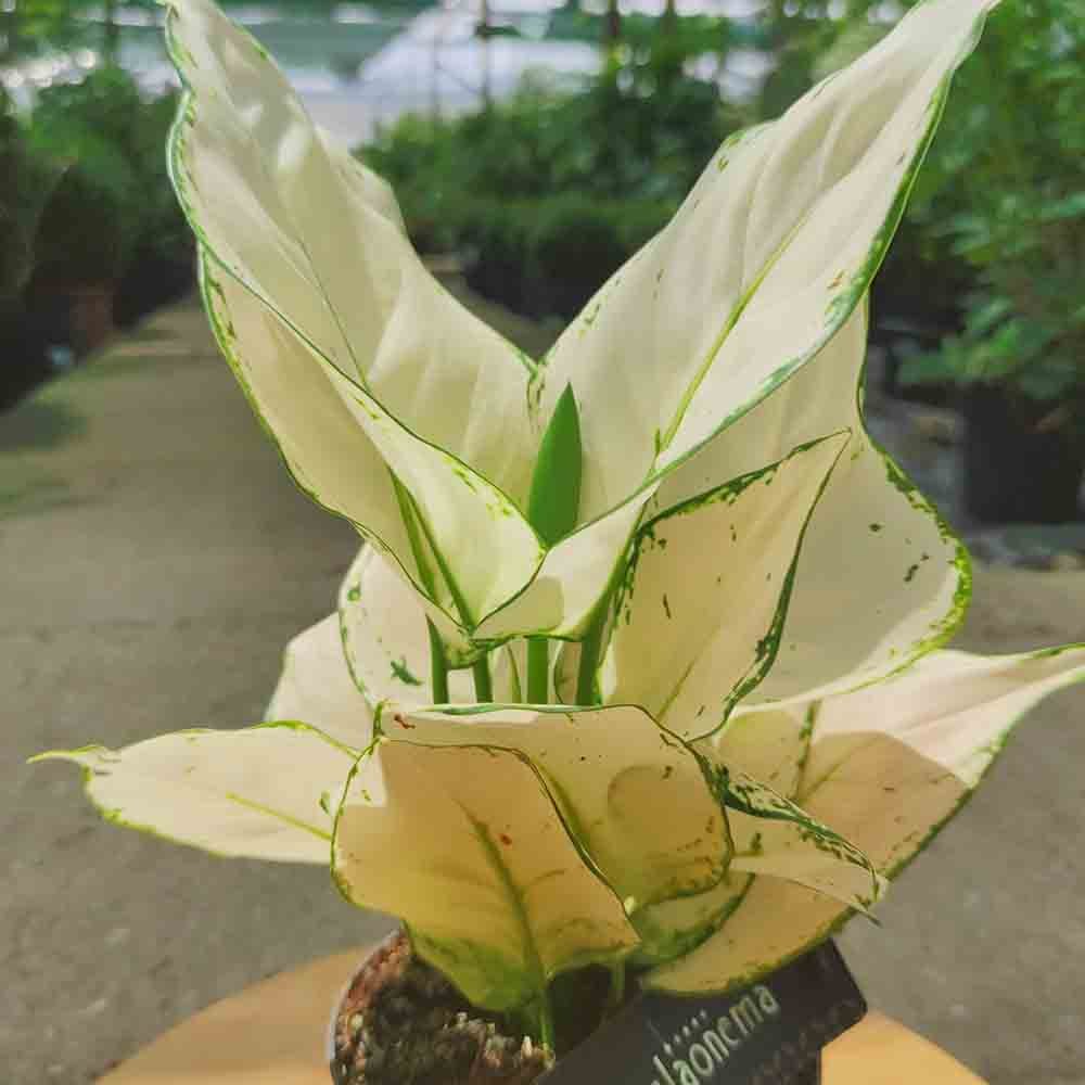 Aglaonema White Joy - 35 cm - VERDENA - 30 cm inaltime, ghiveci de 1.2 l