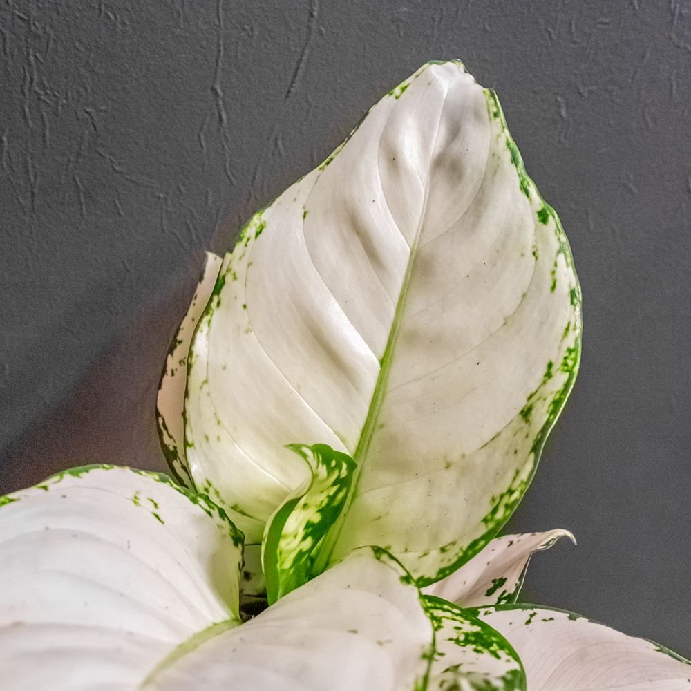 Aglaonema White Joy - 35 cm - VERDENA - 30 cm inaltime, ghiveci de 1.2 l