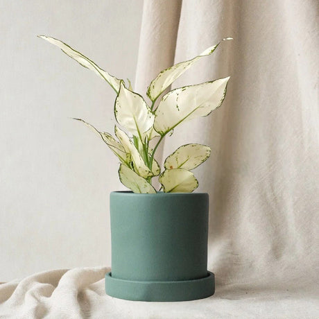 Aglaonema White Joy - 35 cm - VERDENA - 30 cm inaltime, ghiveci de 1.2 l