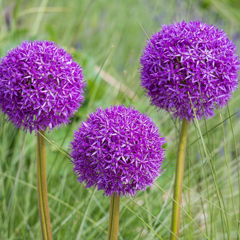 Луковици декоративен лук (Allium) Purple Sensation, с големи сферични виолетови цветове, бърз растеж, едногодишно