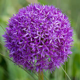 Луковици декоративен лук (Allium) Purple Sensation, с големи сферични виолетови цветове, бърз растеж, едногодишно