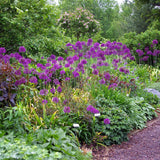 Луковици декоративен лук (Allium) Purple Sensation, с големи сферични виолетови цветове, бърз растеж, едногодишно
