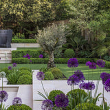Луковици декоративен лук (Allium) Purple Sensation, с големи сферични виолетови цветове, бърз растеж, едногодишно