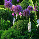 Луковици декоративен лук (Allium) Purple Sensation, с големи сферични виолетови цветове, бърз растеж, едногодишно