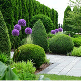 Луковици декоративен лук (Allium) Purple Sensation, с големи сферични виолетови цветове, бърз растеж, едногодишно