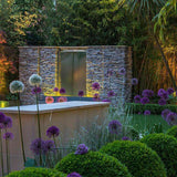 Bulbi Ceapa Ornamentala (Allium) Purple Sensation, cu flori sferice violet intens