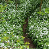Allium Ursinum
