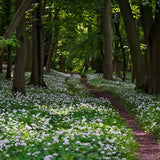 Allium Ursinum
