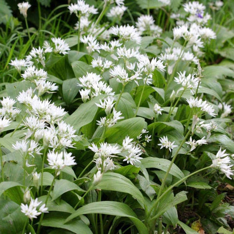 Allium Ursinum