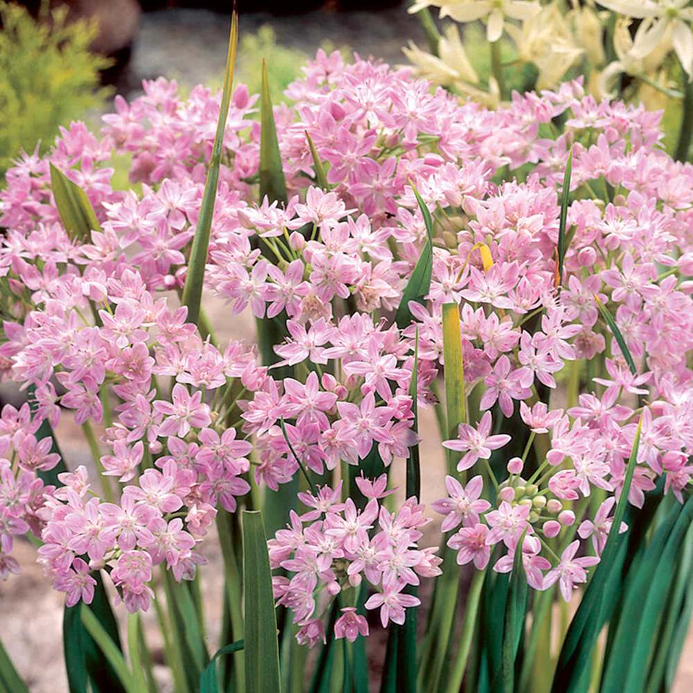 Bulbi Ceapa Ornamentala (Allium) Roseum, cu flori roz sferice