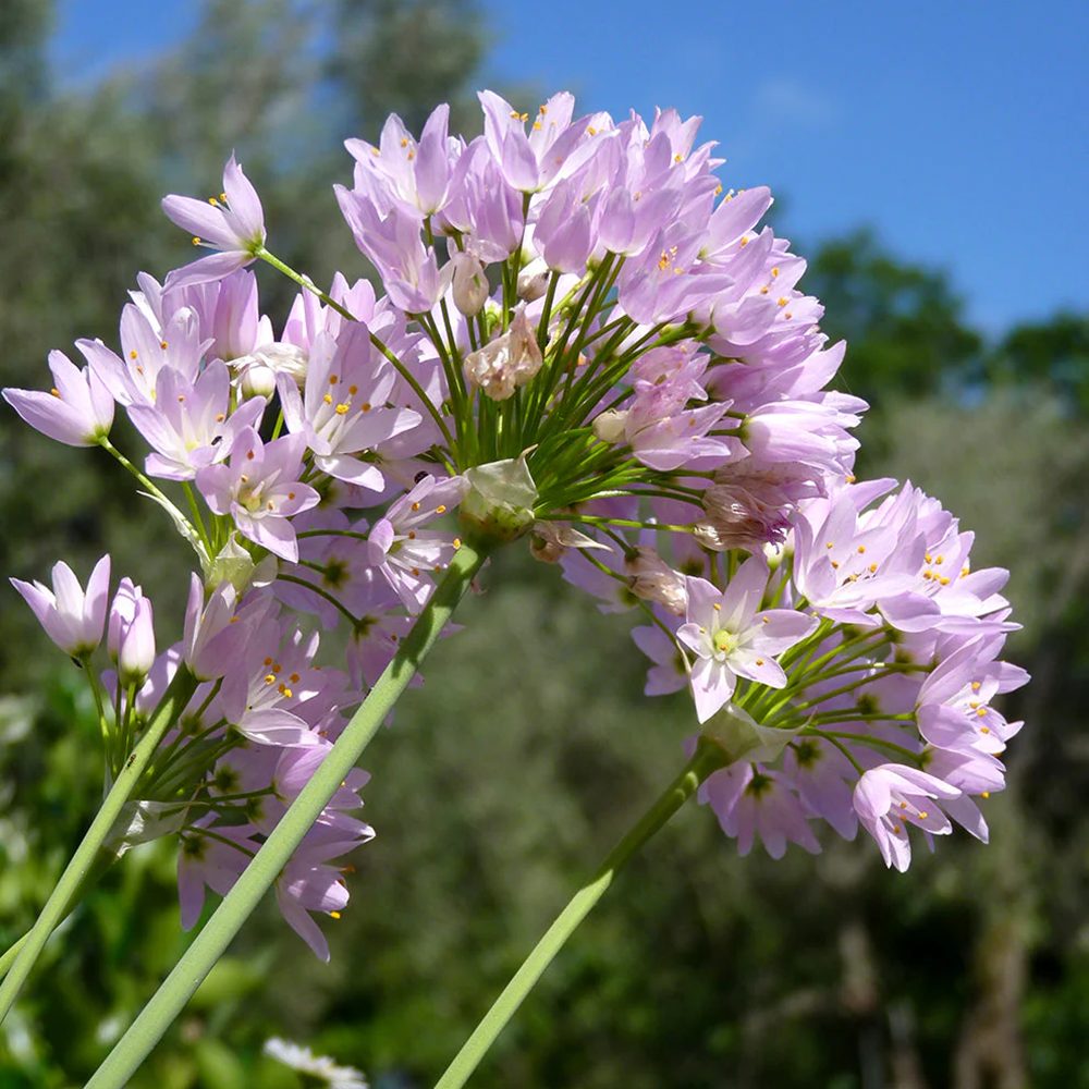 Bulbi Ceapa Ornamentala (Allium) Roseum, cu flori roz sferice