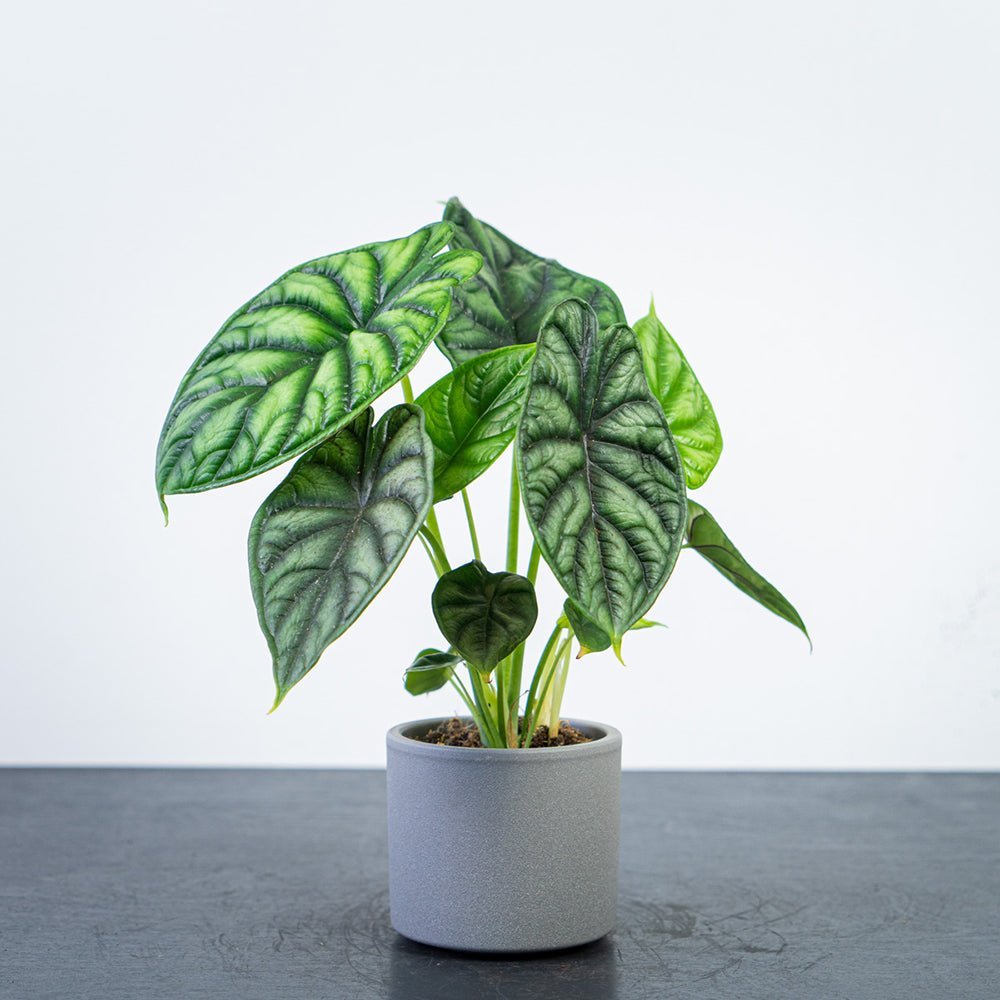 Ухо на слон Alocasia Dragon Scale, стайно растение с ефектни листа като драконови люспи – 30 см