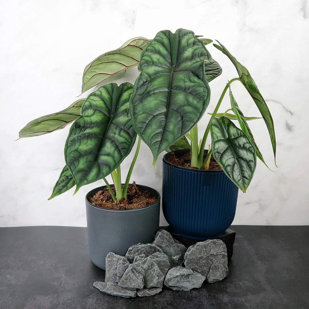 Ухо на слон Alocasia Dragon Scale, стайно растение с ефектни листа като драконови люспи – 30 см