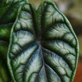 Ухо на слон Alocasia Dragon Scale, стайно растение с ефектни листа като драконови люспи – 30 см