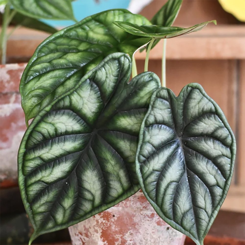 Ухо на слон Alocasia Dragon Scale, стайно растение с ефектни листа като драконови люспи – 30 см