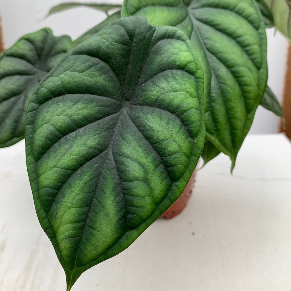 Ухо на слон Alocasia Dragon Scale, стайно растение с ефектни листа като драконови люспи – 30 см