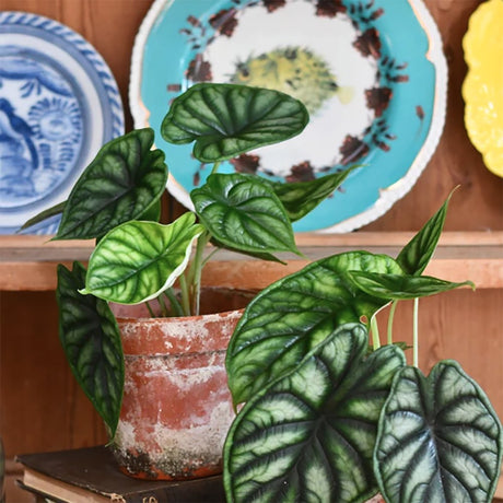 Ухо на слон Alocasia Dragon Scale, стайно растение с ефектни листа като драконови люспи – 30 см