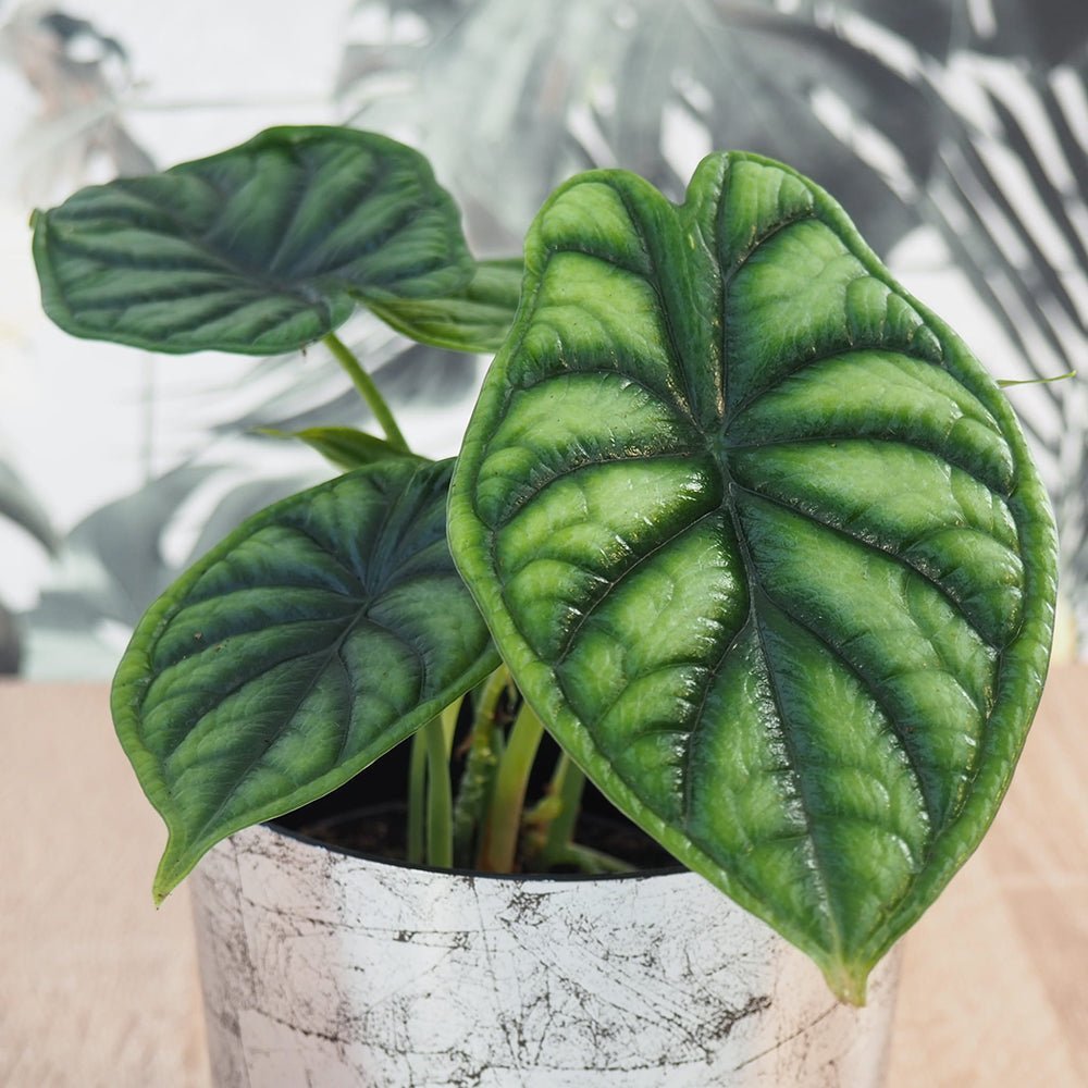 Ухо на слон Alocasia Dragon Scale, стайно растение с ефектни листа като драконови люспи – 30 см