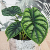 Ухо на слон Alocasia Dragon Scale, стайно растение с ефектни листа като драконови люспи – 30 см
