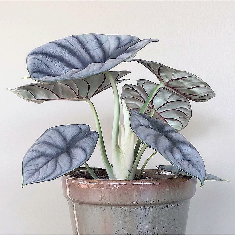 Alocasia Silver Dragon - 30 cm