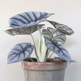 Alocasia Silver Dragon - 30 cm