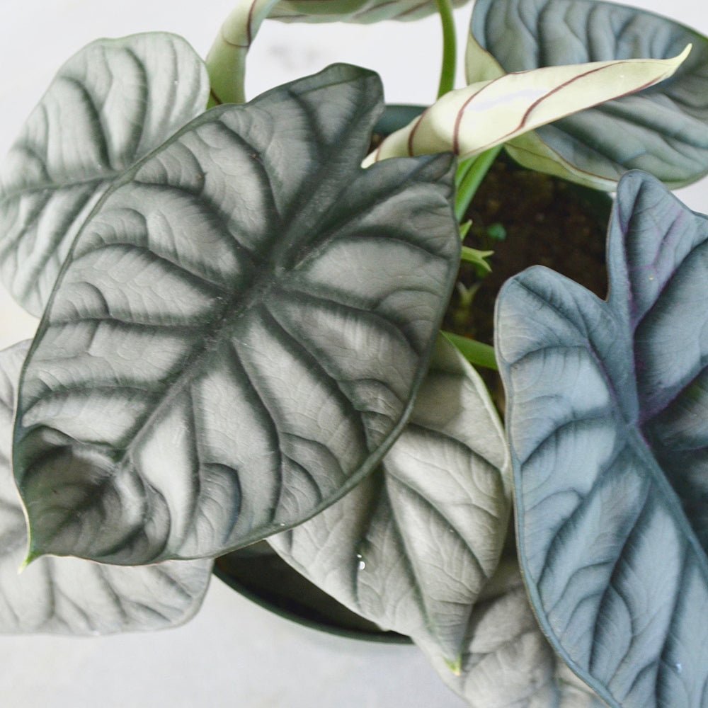 Alocasia Silver Dragon - 30 cm