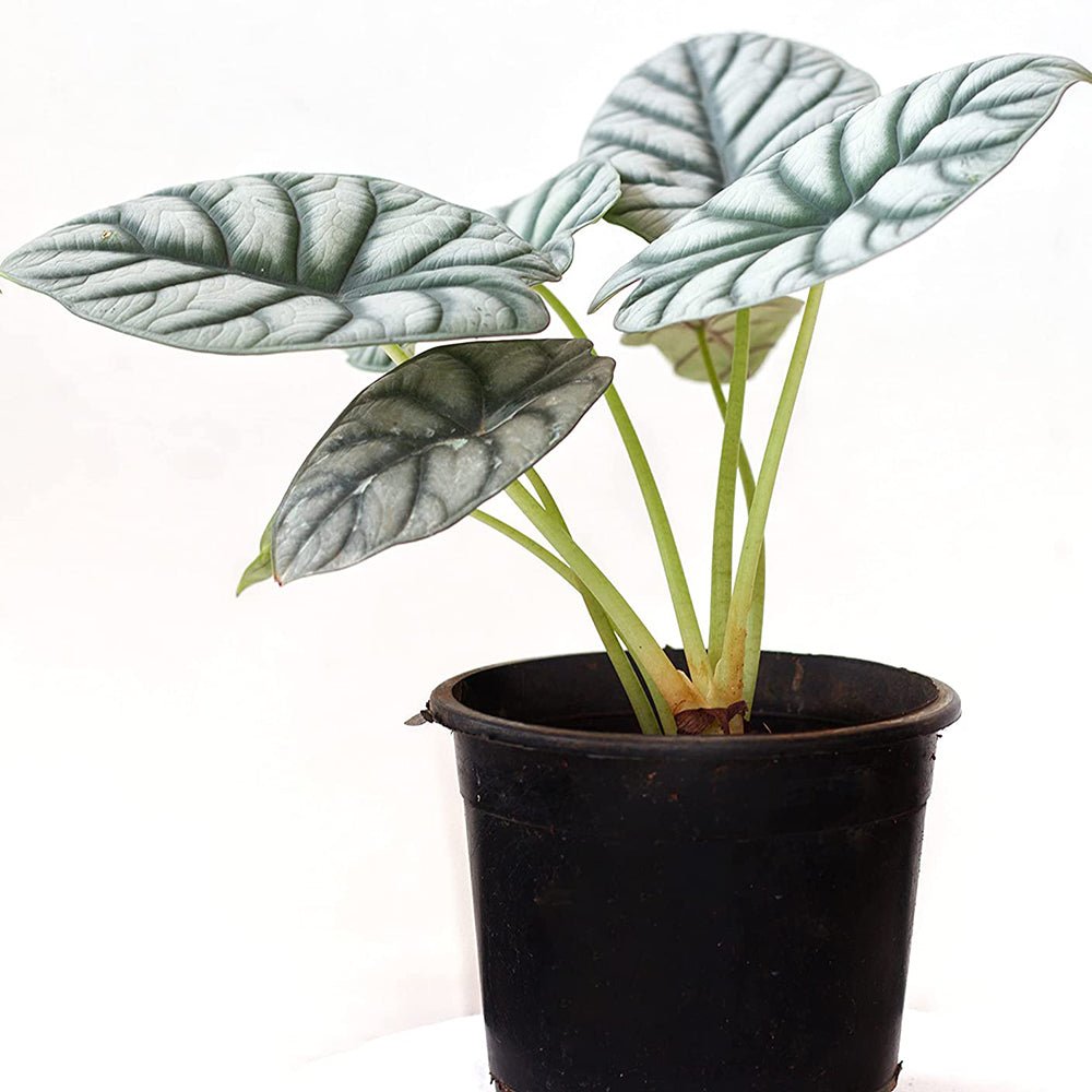 Alocasia Silver Dragon - 30 cm