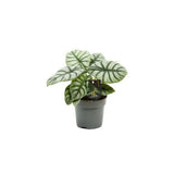 Alocasia Silver Dragon - 30 cm
